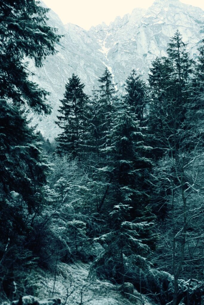 Zakopane evergreen trees